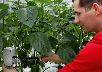 Measuring fruit temperature at the Moors sweet pepper nursery in Someren. A simple infrared sensor does the job.