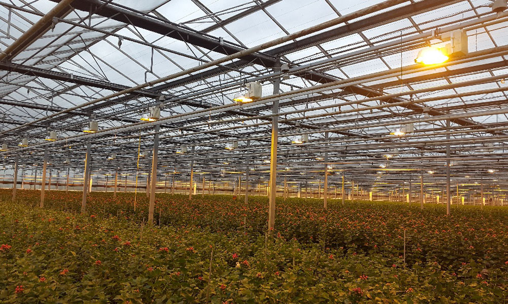 Direct Current highly promising alternative in horticulture