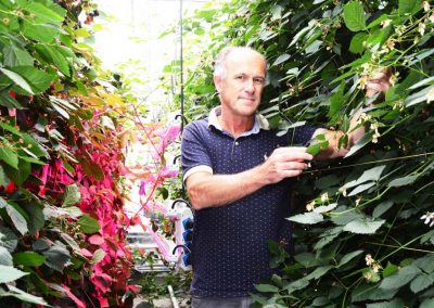 Researchers “grow” model of ideal plant in simulated greenhouse