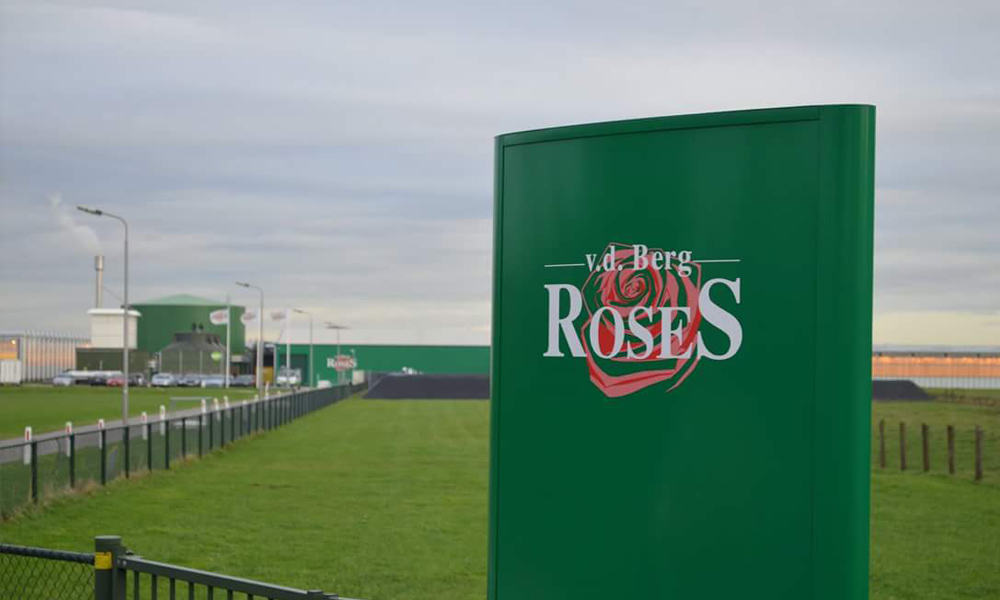 Van den Berg RoseS en Van der Drift Roses gaan per 1 september 2018 een commerciële samenwerking aan. De twee rozenkwekers bundelen de krachten om de vraaggestuurde sierteeltmarkt beter te kunnen bedienen.
