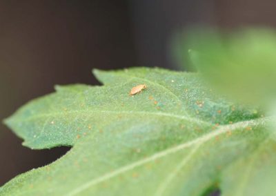 Orius nymphs turn out to be highly mobile. With targeted supplementary feeding, this adult bug can be attracted to new cuttings.