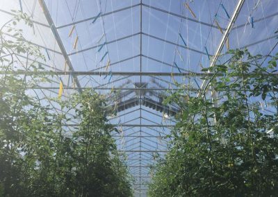 Cleaning greenhouse glass regularly should be a no-brainer