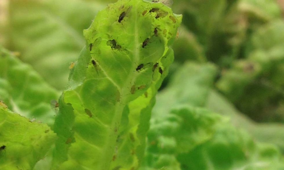 Spread of plant viruses calls for vigilance