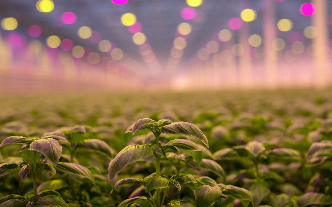 ‘We aim to grow the best basil in Europe’