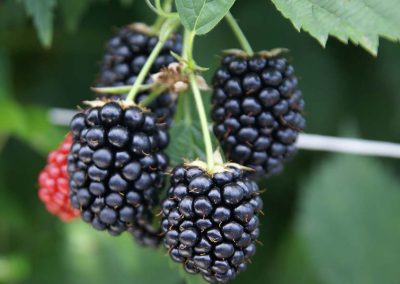 Research sheds new light on raspberries and blackberries