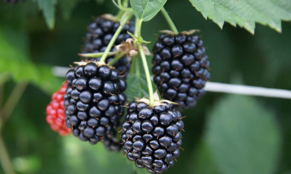 Research sheds new light on raspberries and blackberries