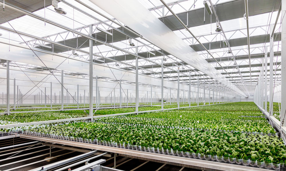 Ter Laak Orchids is met de Daglichtkas genomineerd voor de EZK Energy Award 2018